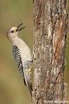 Golden-fronted Woodpecker female