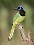 Green Jay