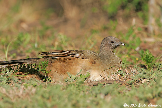 Plain Chachalaca