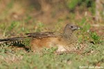 Plain Chachalaca