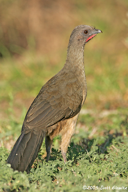 Plain Chachalaca