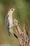 Golden-fronted Woodpecker female