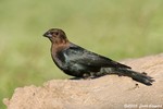 Brown-headed Cowbird