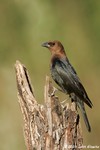 Brown-headed Cowbird