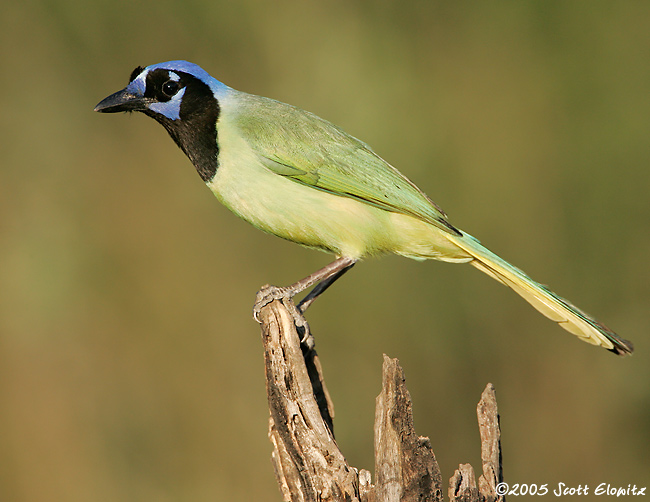 Green Jay