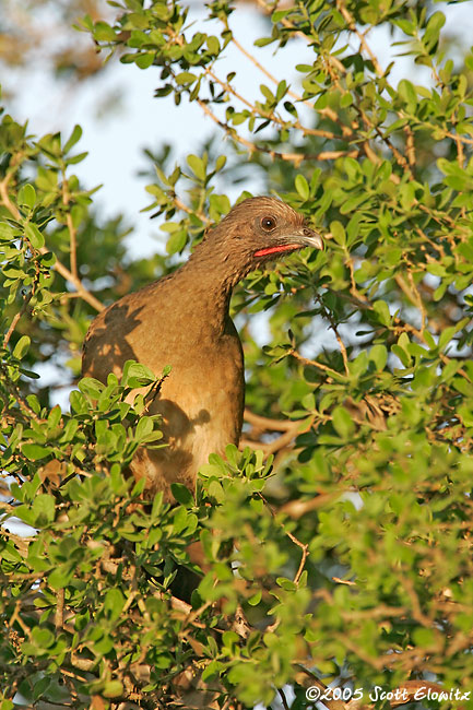 Plain Chachalaca