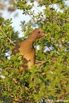 Plain Chachalaca