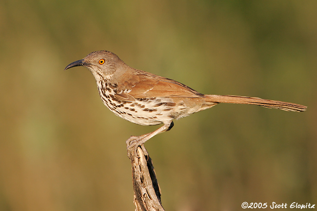 Long-billed Thrasher