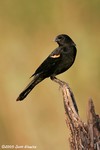 Red-winged Blackbird