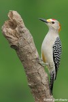 Golden-fronted Woodpecker