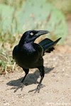 Great-tailed Grackle