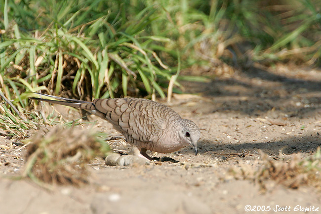 Common Ground Dove