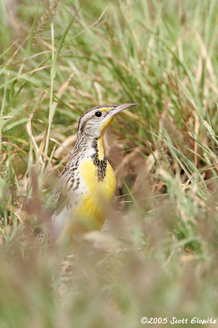 Eastern Meadowlark