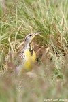 Eastern Meadowlark