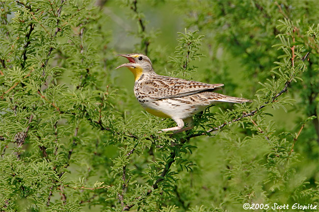 Eastern Meadowlark