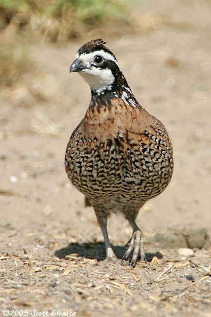 Northern Bobwhite