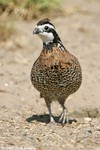 Northern Bobwhite