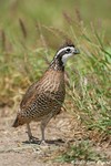 Northern Bobwhite