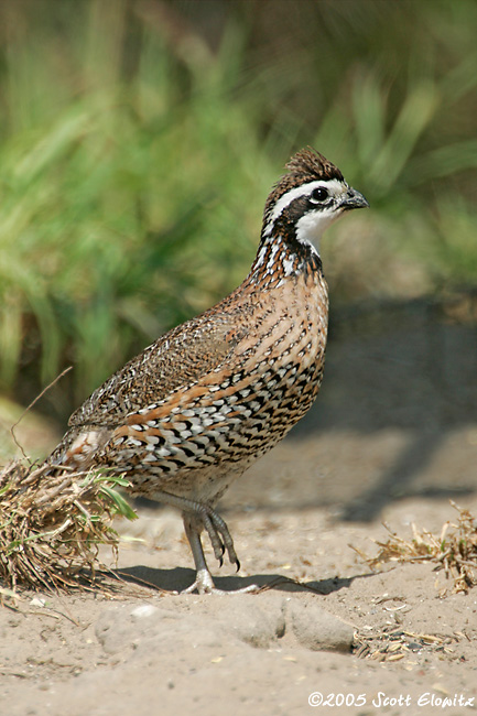 Northern Bobwhite