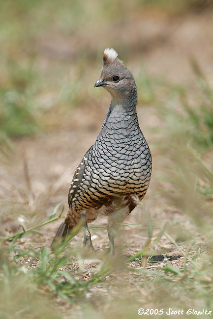 Scaled Quail