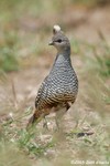 Scaled Quail