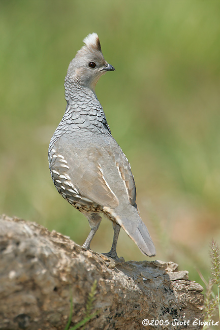 Scaled Quail