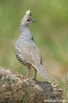 Scaled Quail