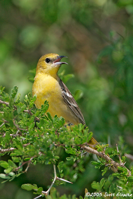 Hooded Oriole female