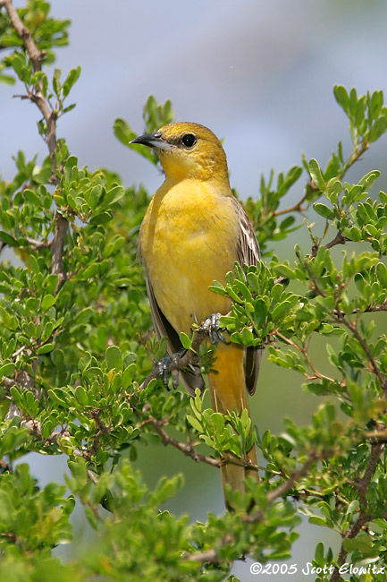 Hooded Oriole female