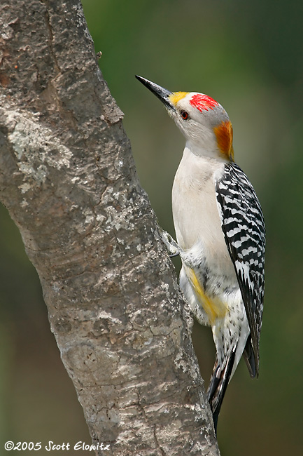 Golden-fronted Woodpecker