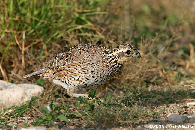 Northern Bobwhite female