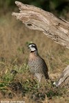 Northern Bobwhite