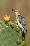 Golden-fronted Woodpecker female