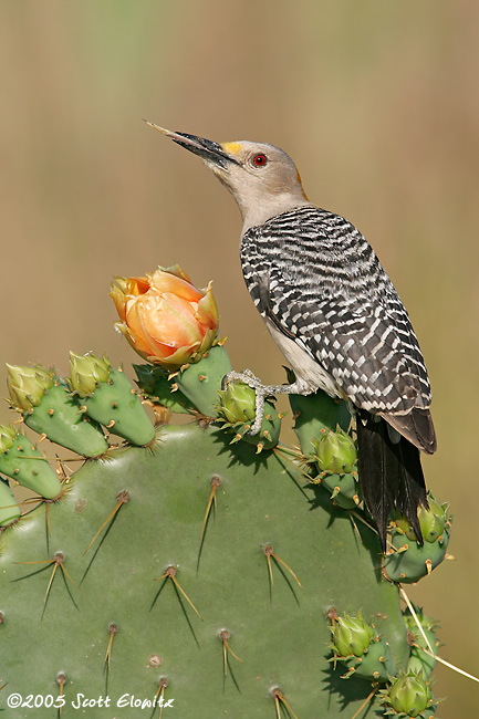 Golden-fronted Woodpecker female