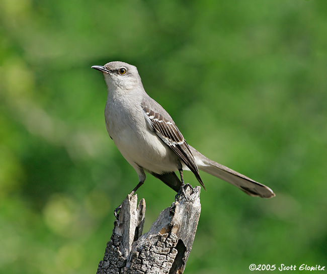 Nothern Mockingbird