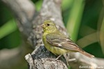 Lessor Goldfinch