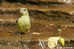 Lessor Goldfinch