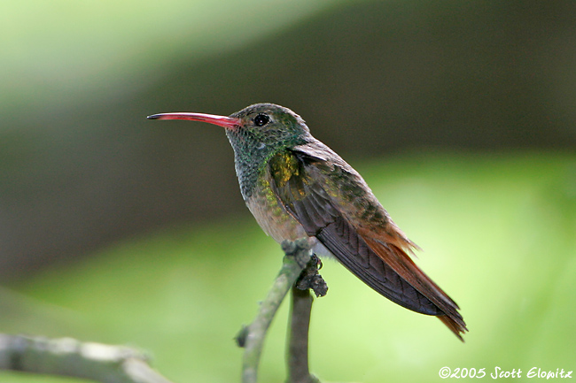 Buff-bellied Hummingbird