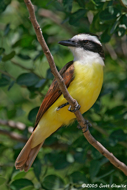 Great Kiskadee