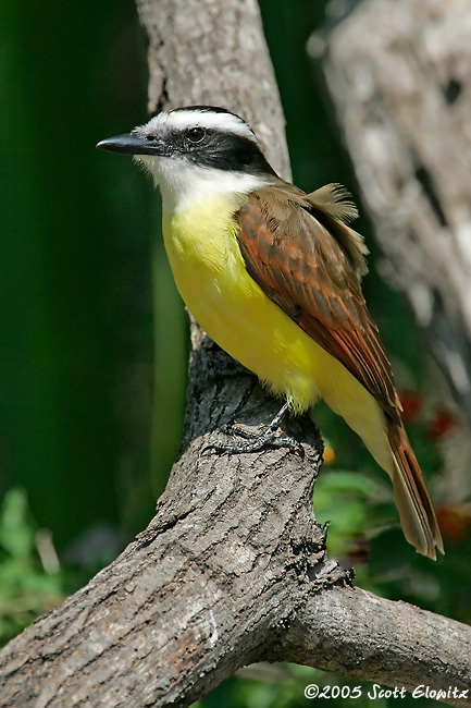 Great Kiskadee