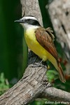 Great Kiskadee