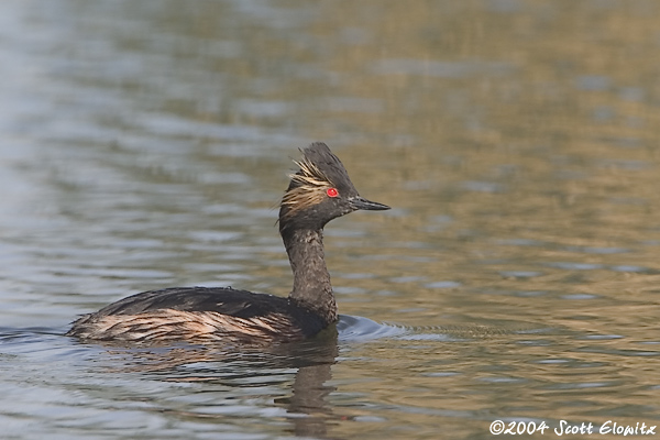 Eared Grebe