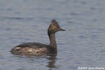 Eared Grebe