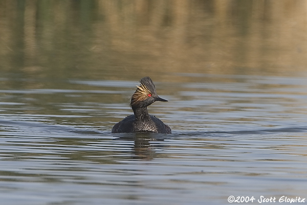 Eared Grebe