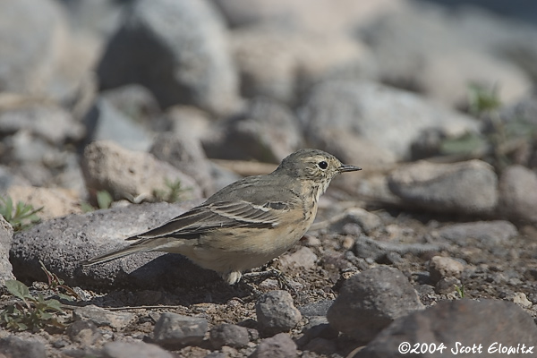 American Pipit