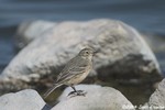 American Pipit