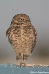 Burrowing Owl