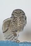 Burrowing Owl