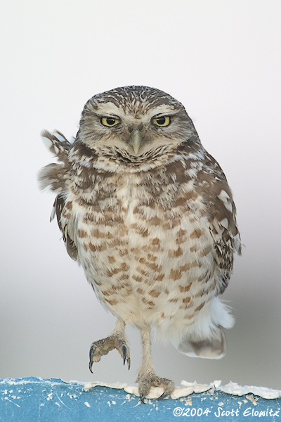 Burrowing Owl