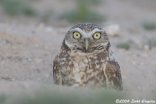 Burrowing Owl